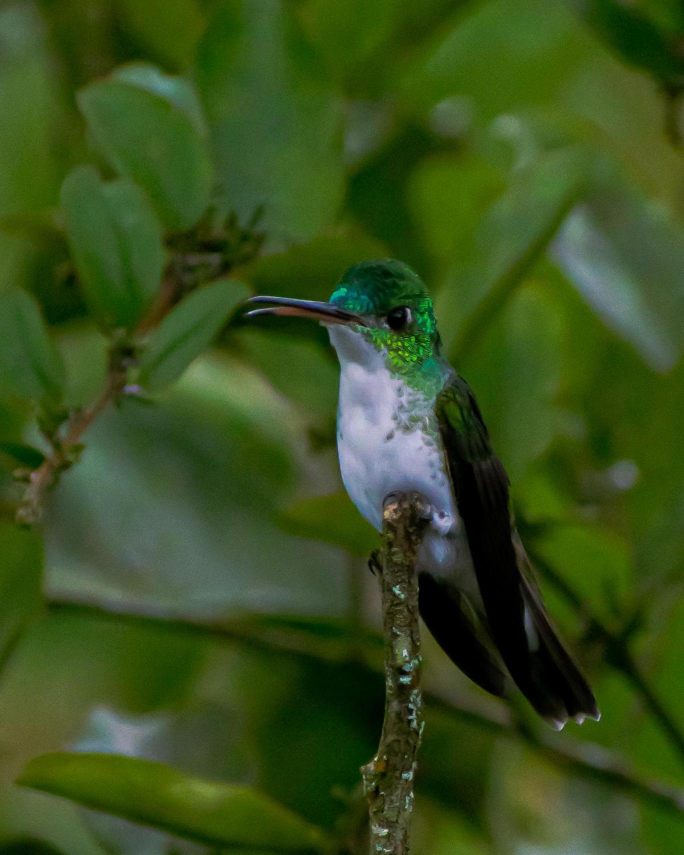 Mindo Glambird Glamping & Lodge Esterno foto